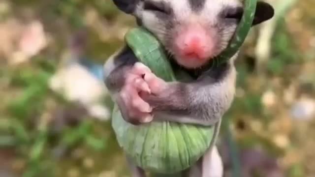 Tiny sugar glider 😍