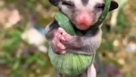 Tiny sugar glider 😍