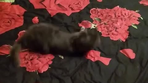 Gato da la bienvenida a su dueña de un modo muy particular