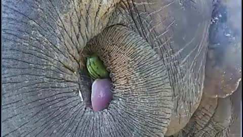 Give an elephant a watermelon and eat it whole in one bite