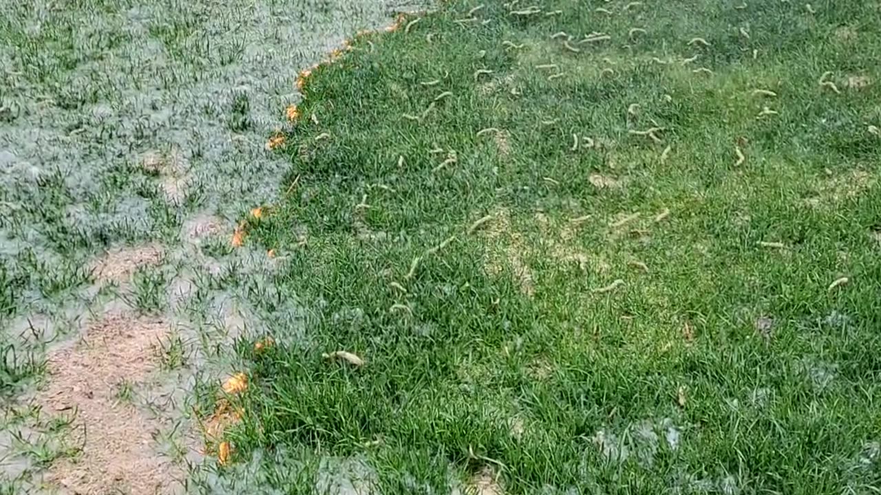 Cottonwood Fluff Burned Off Lawn