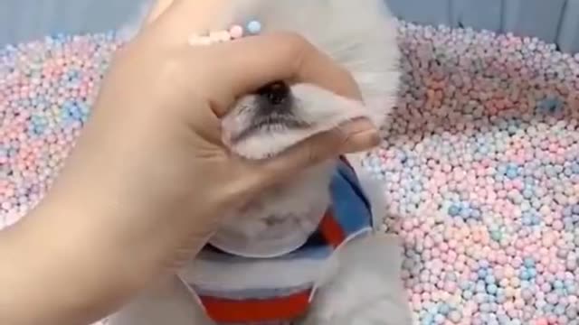 Cute puppy🐶 🥰