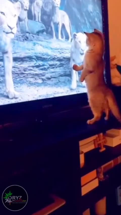 Car VS Lion King | Poor cat😄