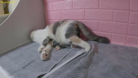 The mother cat giving birth with difficulty is always visited by another interested cat - The E-17