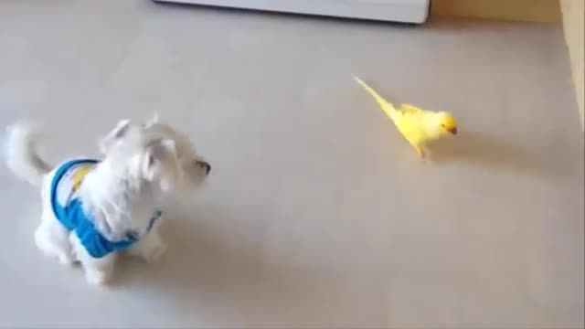 funny animals dogs interacts with friendly parrot