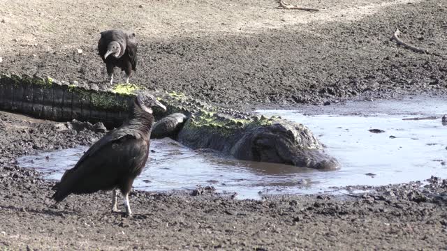 Alligator eating fish in the drying up pond