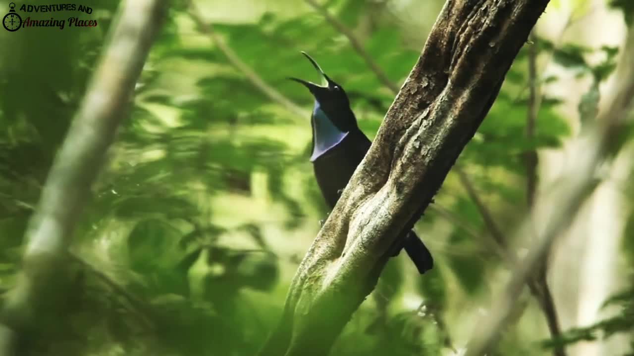 Beautiful Birds with Beautiful sounds