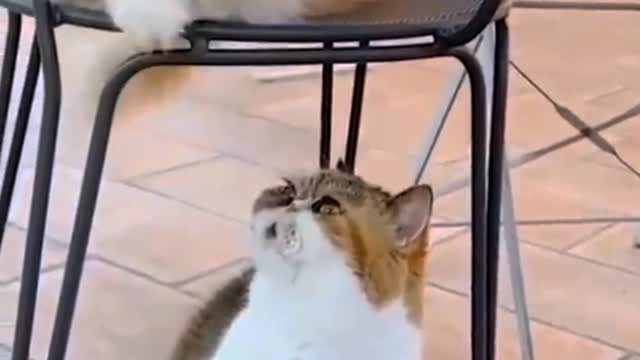 Funniest Animals 😂 - Best Of The cat compilation Funny Animal Videos 😁 - Cutest Animals Ever 💕😍