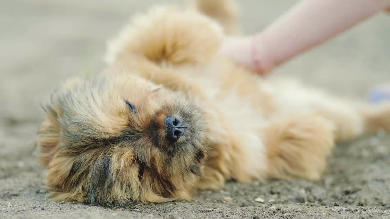 Happy girl play with little puppy. Walks in park with dog at sunset