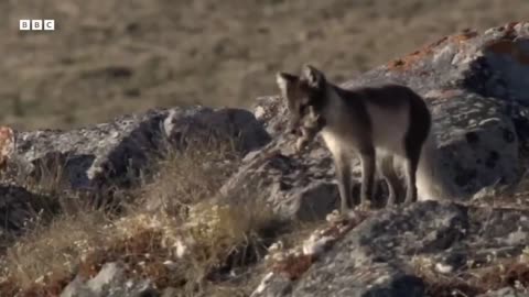 Raising Arctic Fox Clubs ||Animal video||