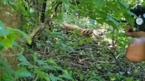 Tiger gets tranquilized