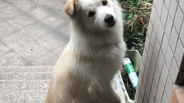 Labradoodle practices for his dog ballet audition