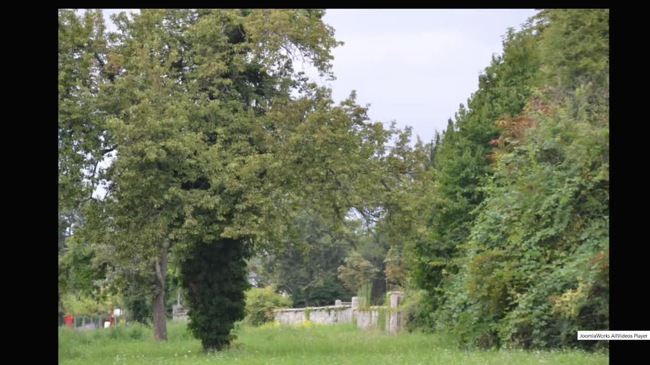 Mein Freund der Baum - aus Radolfzell, Gebiet St. Meinrad`s Kirche