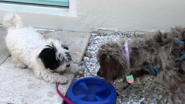 Anything can be a toy series: Water bowl?