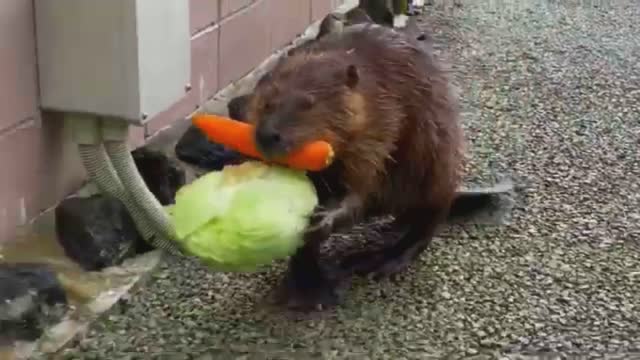 Funny beaver brings carrots and cabbage to his home