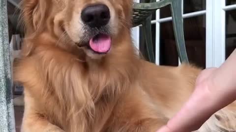 Do Some Handshake🤝❤️ | Best Dogs 🐶 In World 🌍❤️