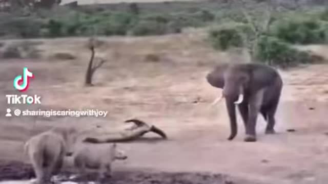 Elephant 🐘 vs 🦏