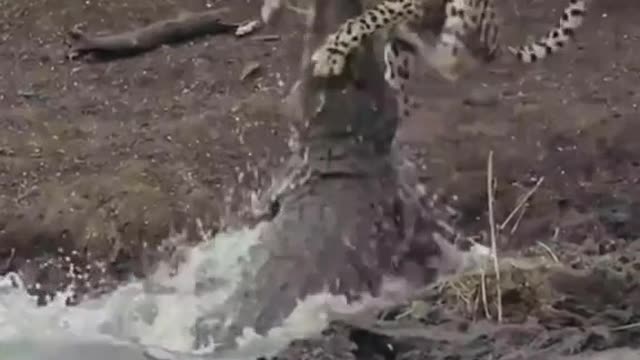 Crocodile jumps up and drags the hunting leopard's neck into the water