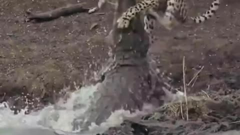 Crocodile jumps up and drags the hunting leopard's neck into the water
