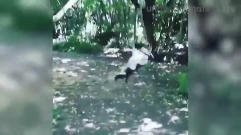 🤣 Funniest 🐶 Dogs and 😻 Cats - Awesome Funny Pet Animals Life Videos 😇