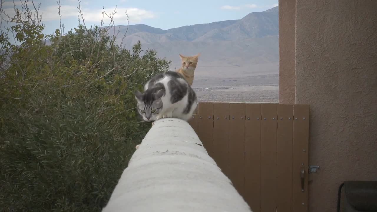 Collection of funny cats and kittens meowing non-stop