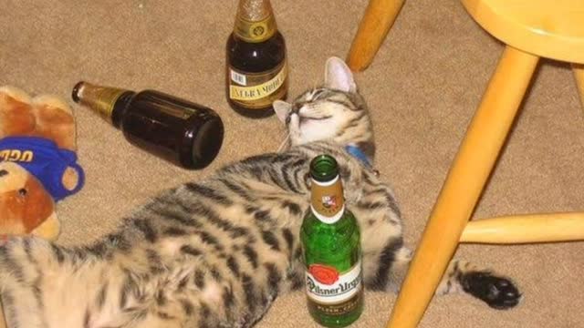 Dronk cat