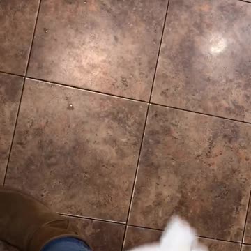 cockatoo floor shark