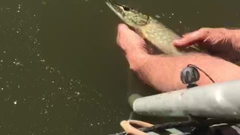 Release pike caught fish