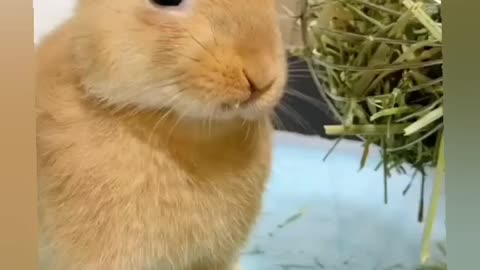 Eating a cute rabbit