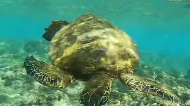 honu#turtle#oceanlover#underwater#justkeepswimming