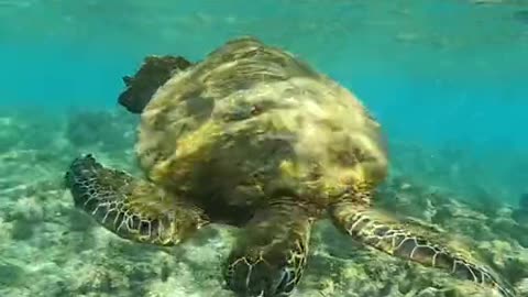 honu#turtle#oceanlover#underwater#justkeepswimming