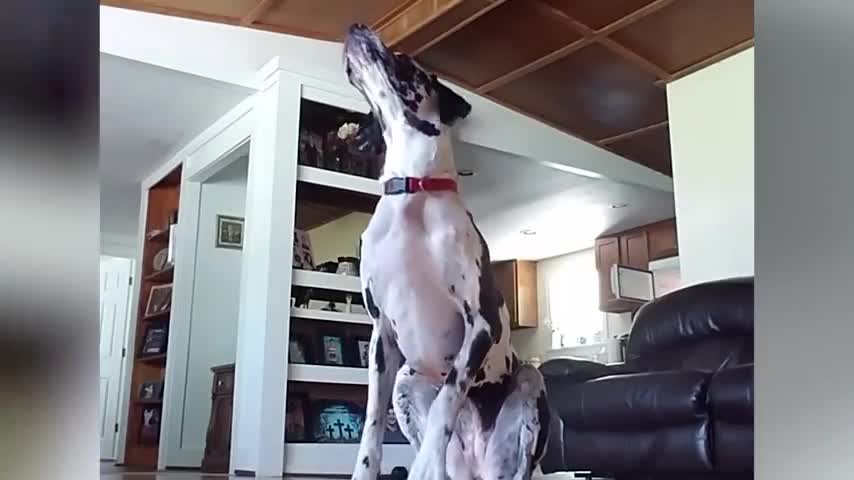 Try Not To Laugh At This Funny Dog Video Compilation | Funny Pet Videos