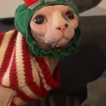 Cats & Christmas Trees