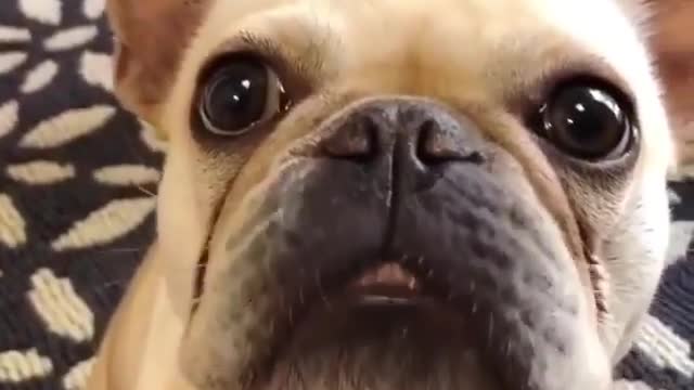 Funny Way Dog Moving His Mouth