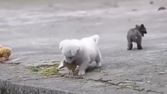 CUTE PUPPY jugando con pollito