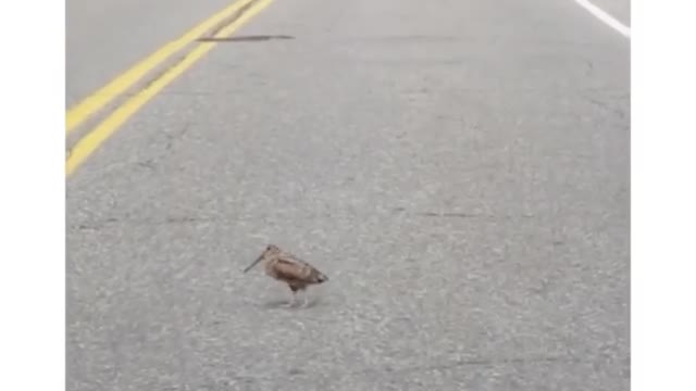 I saw this bird crossing the road