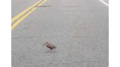 I saw this bird crossing the road