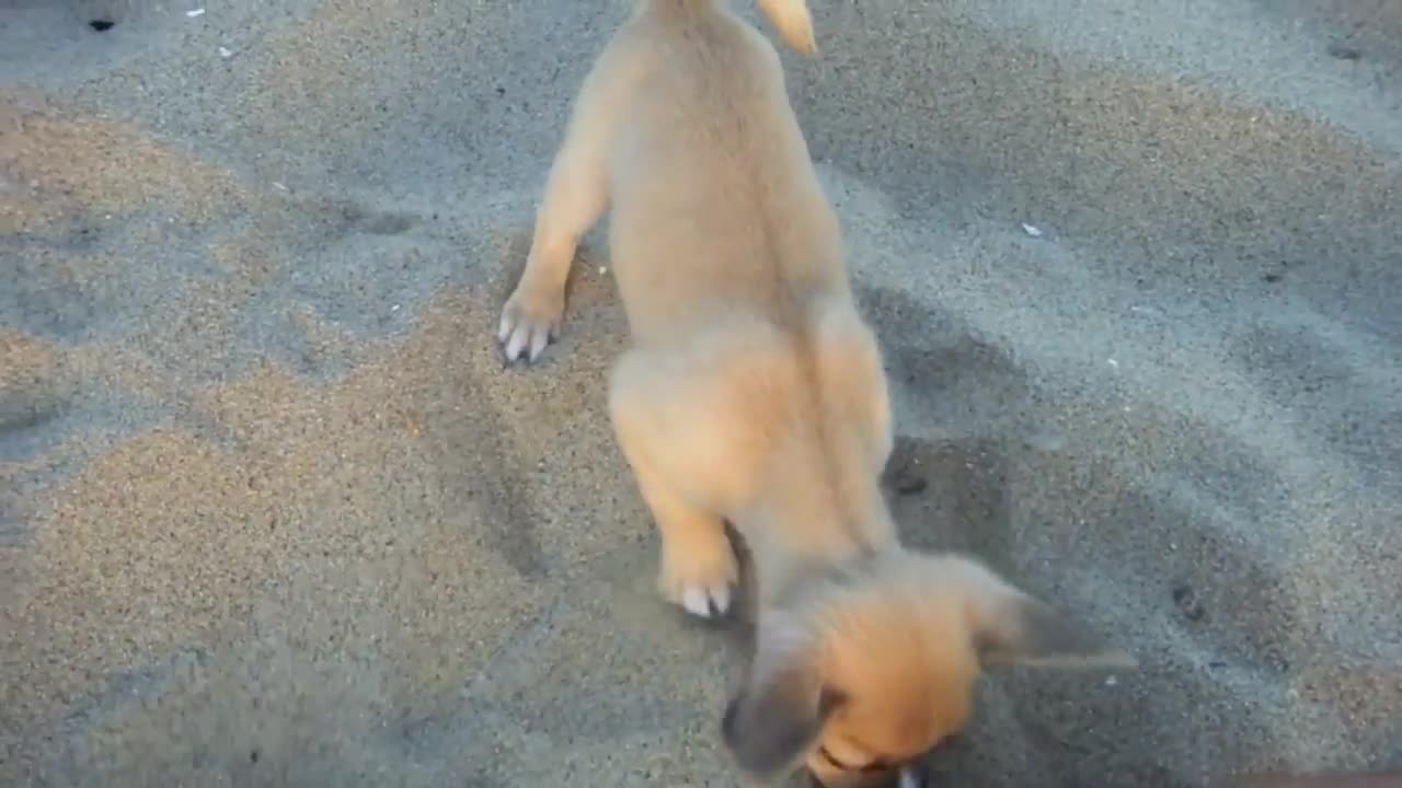 Cute puppy on the beach california digging & playing