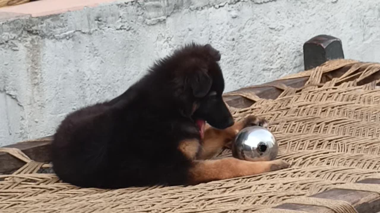 german Shepard Baby Is Fun With ball