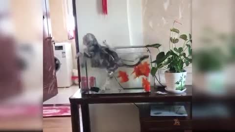 Smart cat trying to catch the fish