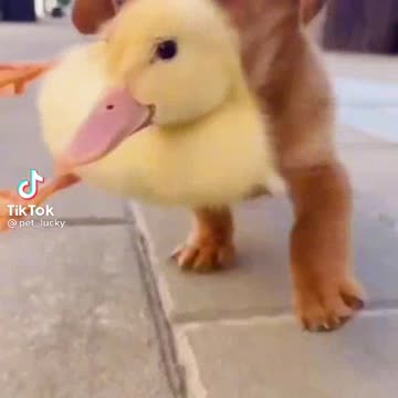 Dog duck kids play funny game