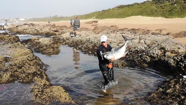 Man Releases Giant Trevally Fish