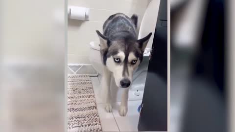 Toilet-trained dog