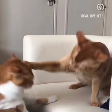 A cat hits its husband 🤣🤣🤣🤣