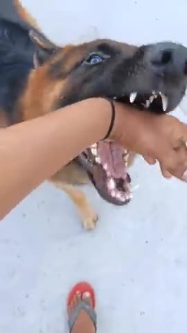 Angry german shepherd playing with owner | dog bite my hand | why my dog bite my hand #trending