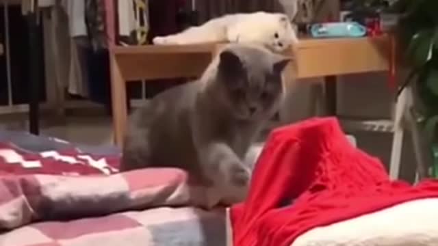 Funny cats compilation 😅🐈 | Part 2