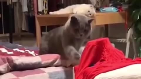 Funny cats compilation 😅🐈 | Part 2
