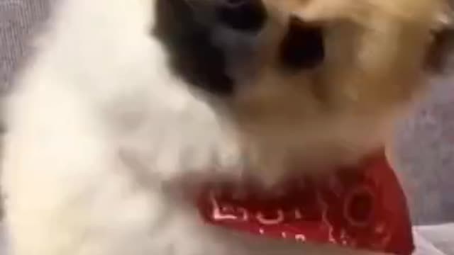 How a Cute Dog react on some activity.