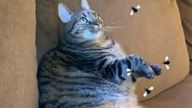 Giant Cat Chases Away Imaginary Flies