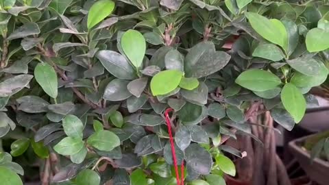 green potted plant